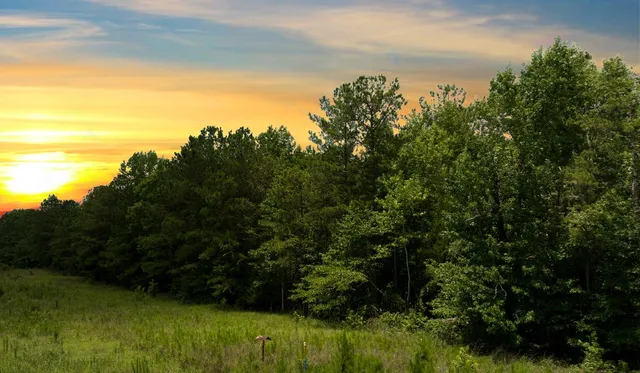 a view of a yard with a tree