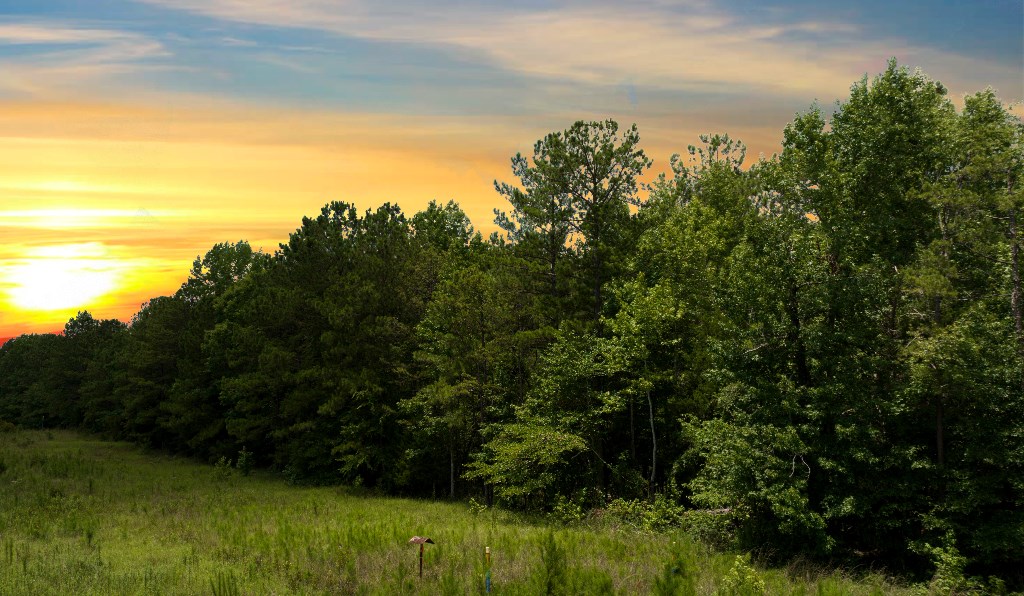 Undefined Scott Road Ellerslie, GA 31807 - Photo 8 of 10 a view of a yard with a tree