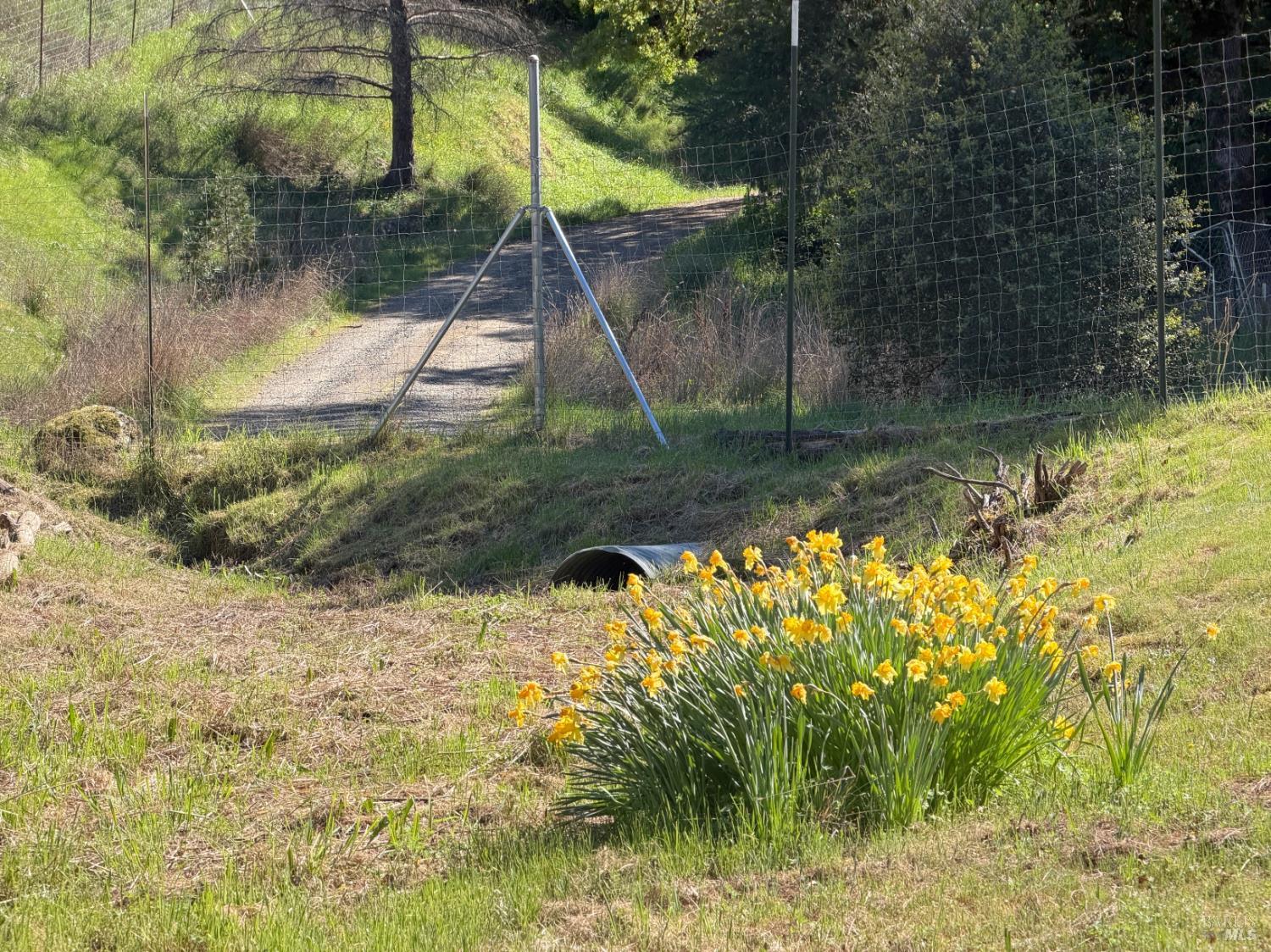2501 Main Ranch Road Redwood Valley, CA 95470 - Photo 21 of 57 a backyard of a house with a yard and potted plants