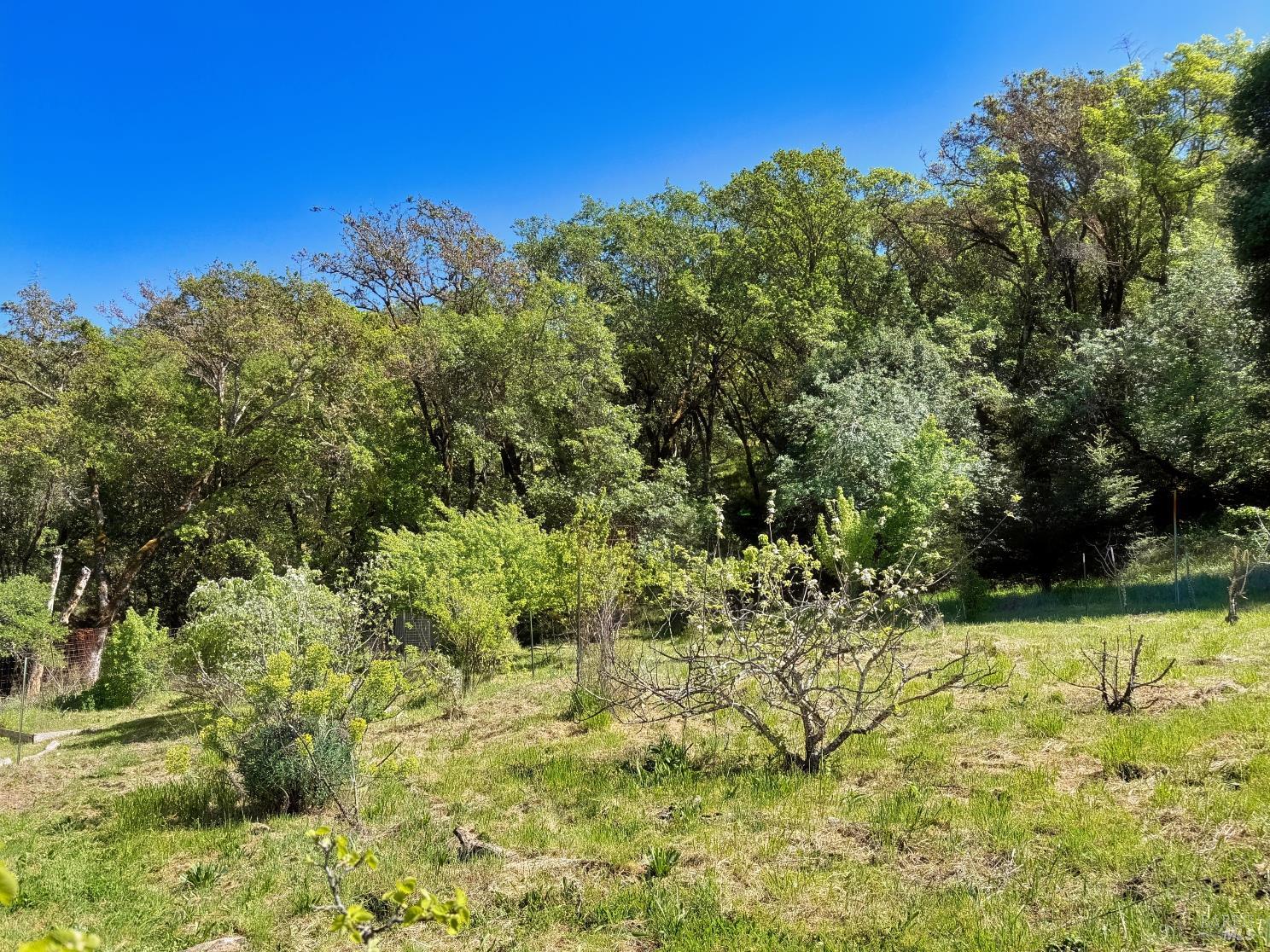 2501 Main Ranch Road Redwood Valley, CA 95470 - Photo 39 of 57 a view of a yard with an tree