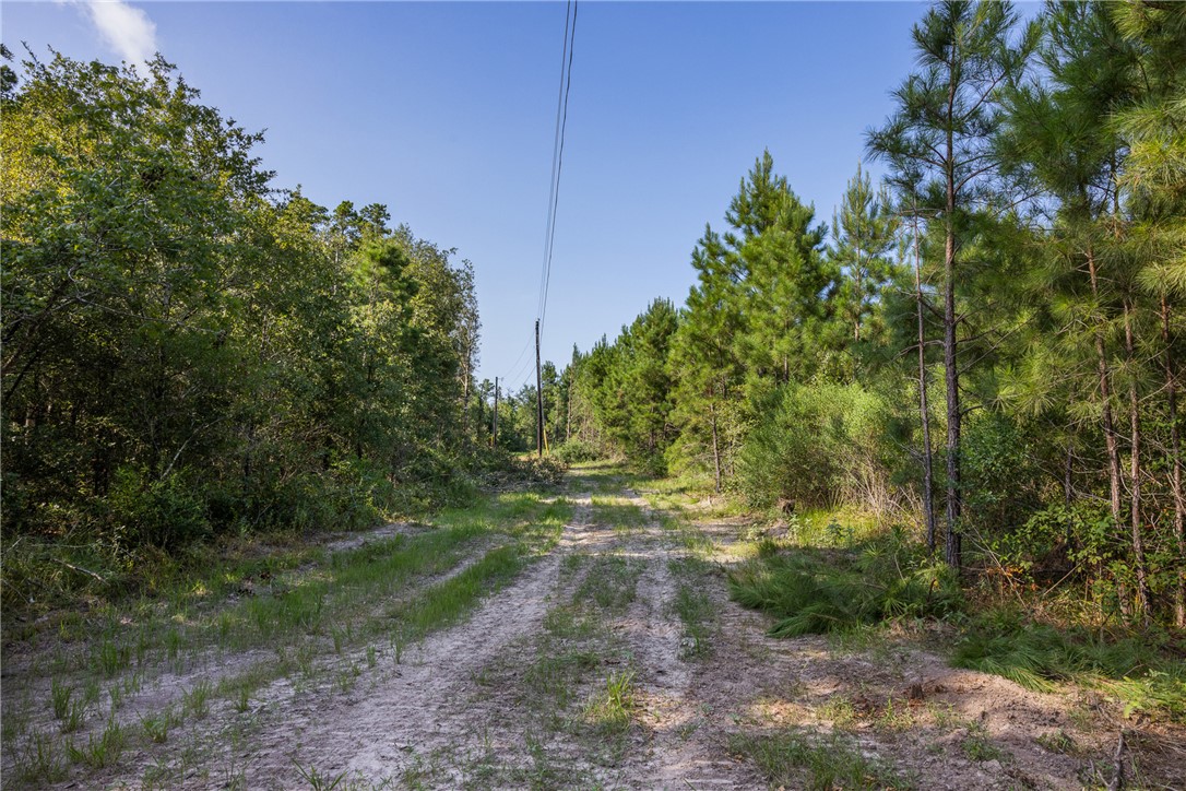 109 Old Sign Road, Unit COUNTYROAD Midway, TX 75852 - Photo 13 of 33 a view of a yard with plants and trees