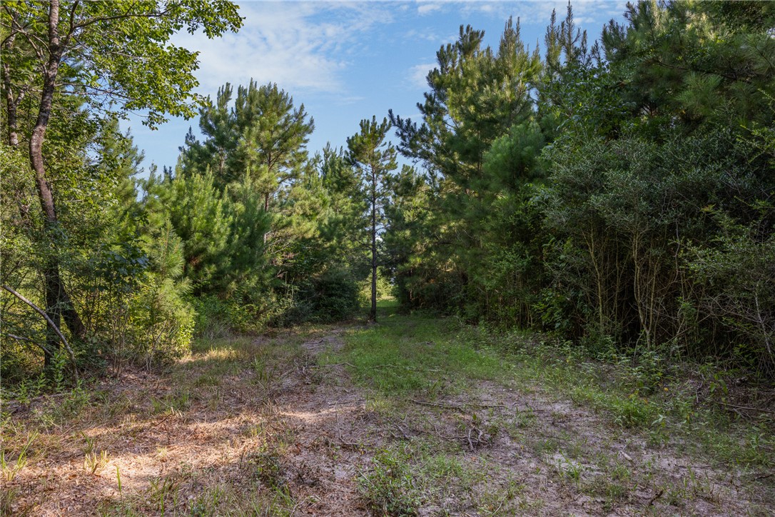 109 Old Sign Road, Unit COUNTYROAD Midway, TX 75852 - Photo 16 of 33 a view of a forest with trees in the background