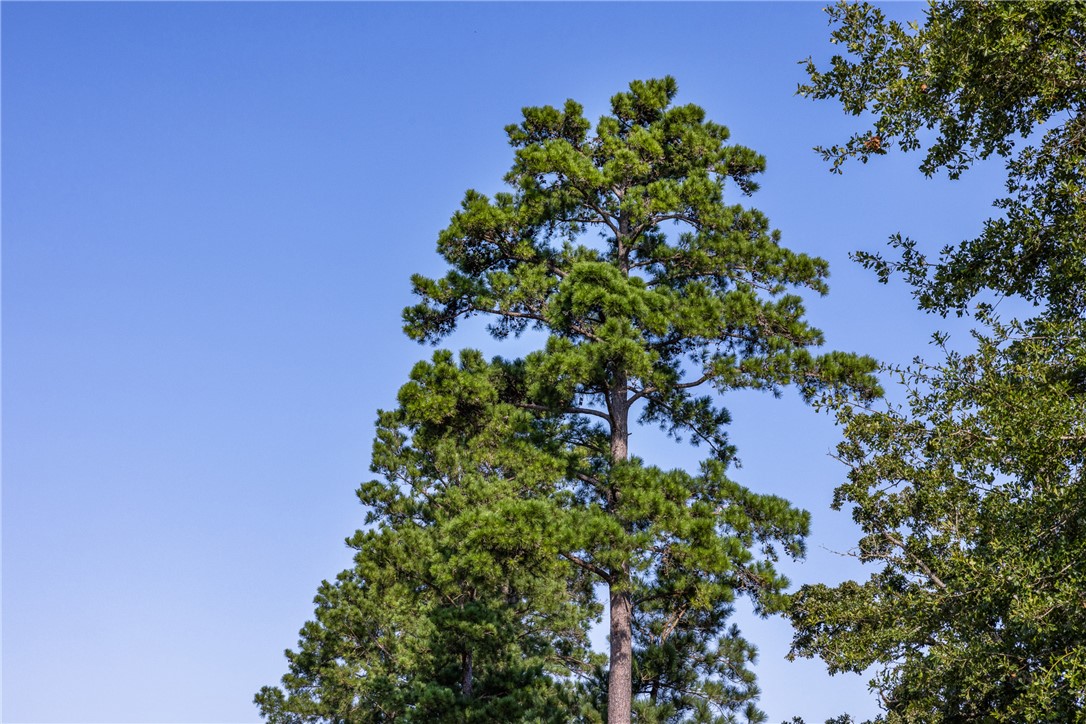 109 Old Sign Road, Unit COUNTYROAD Midway, TX 75852 - Photo 33 of 33