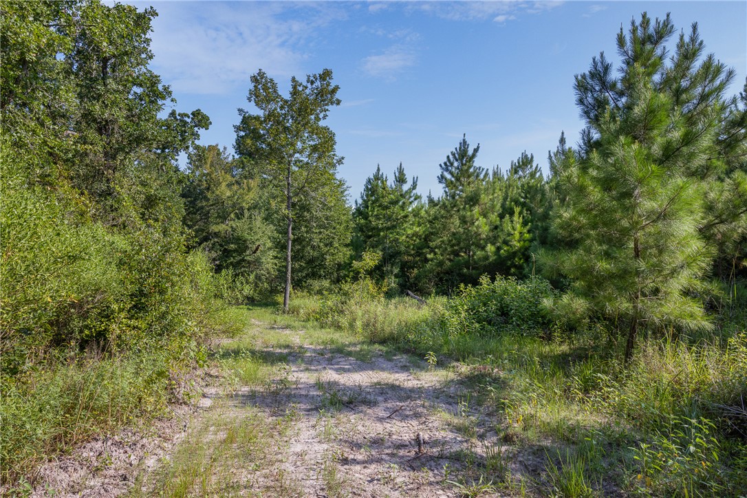 109 Old Sign Road, Unit COUNTYROAD Midway, TX 75852 - Photo 4 of 33 a view of a yard with plants and a tree