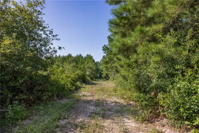 a view of a forest with trees in the background