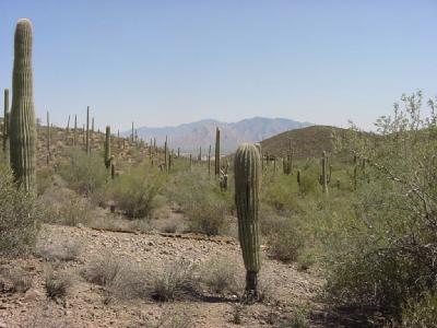 0 North El Adobe Ranch Road Tucson, AZ 85745 - Photo 1 of 7 Gallery Image 1