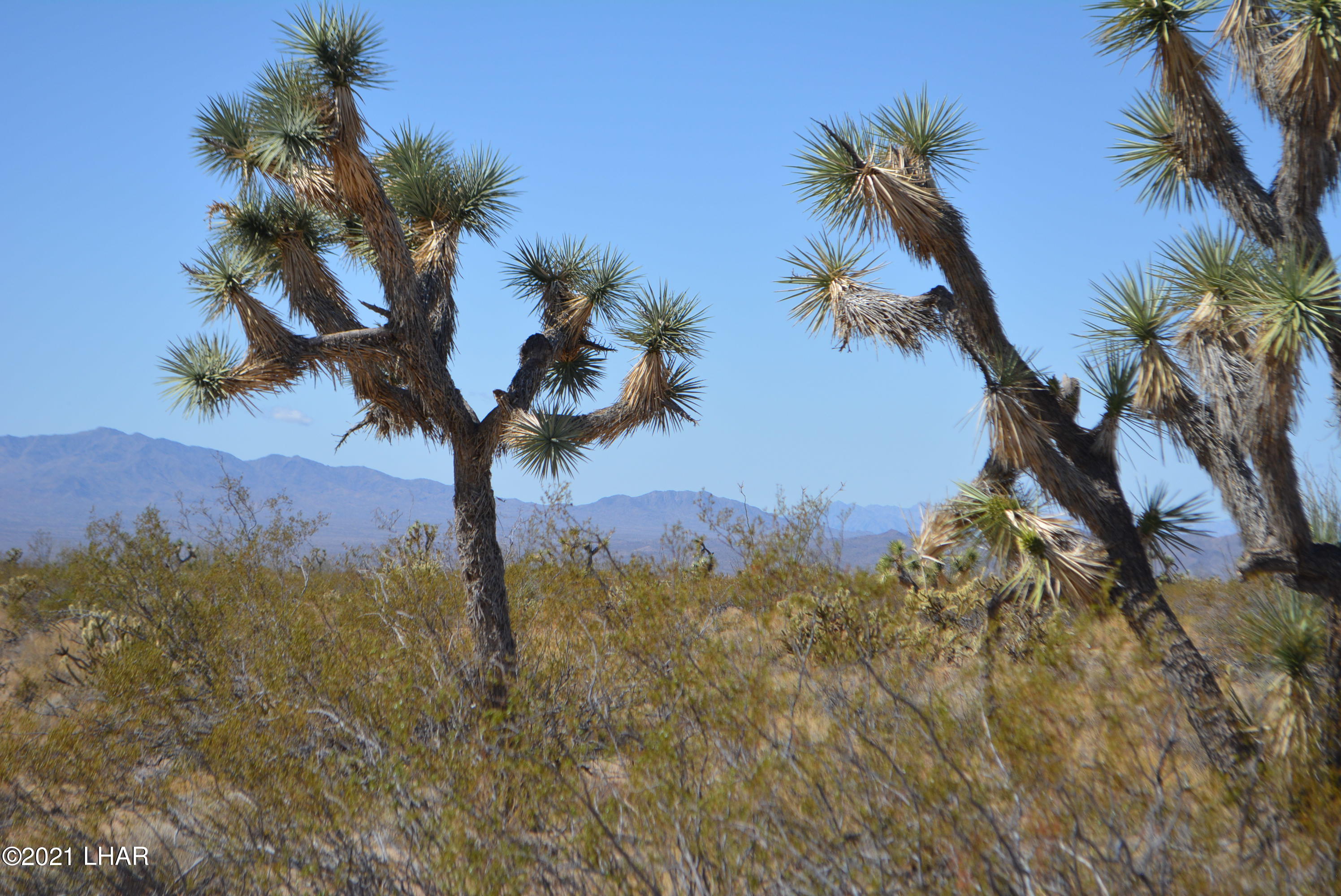 2791 South Wyatt Earp Road Yucca, AZ 86438 - Photo 20 of 29 DSC_0858