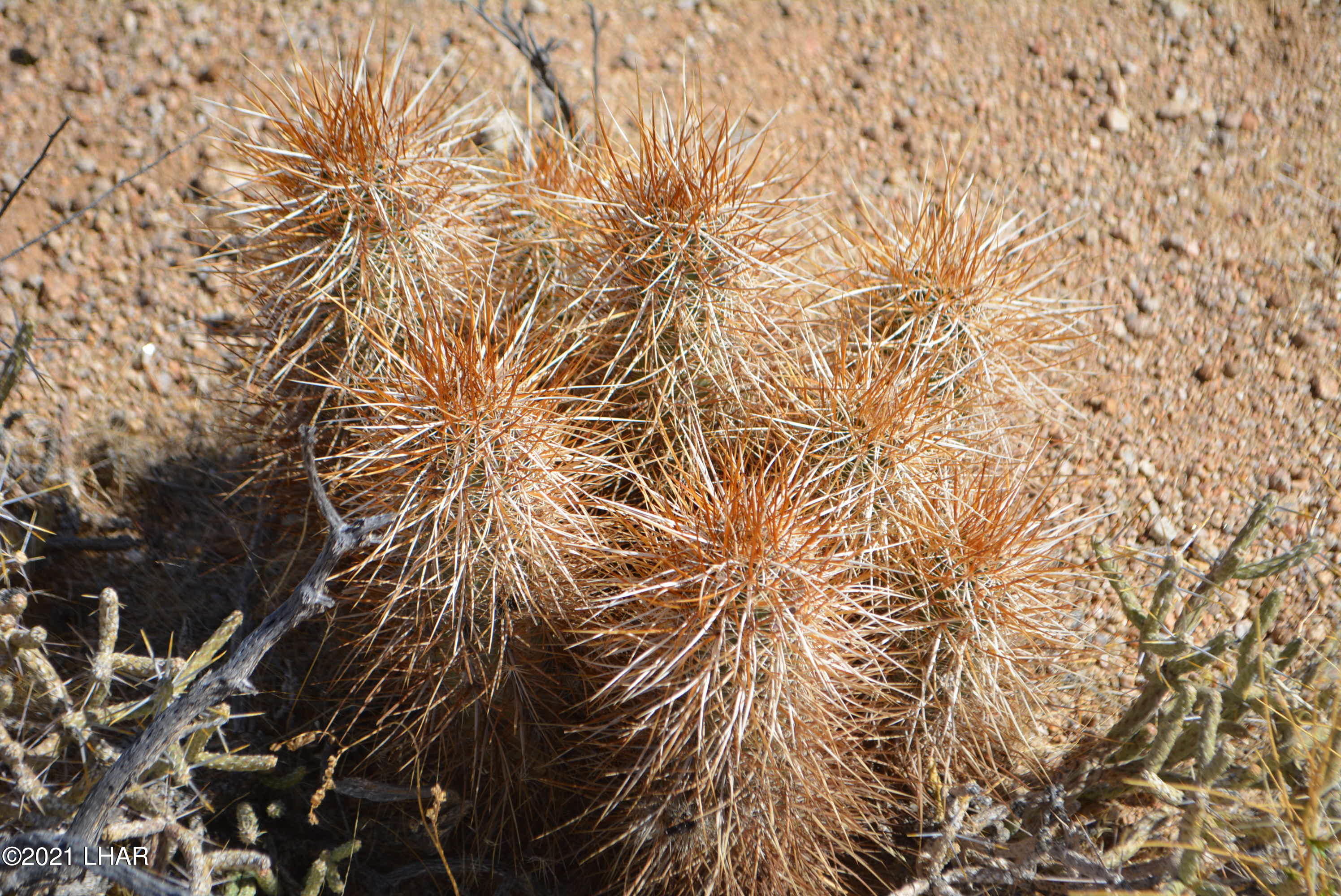 2791 South Wyatt Earp Road Yucca, AZ 86438 - Photo 26 of 29 DSC_0864