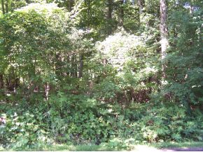 0 Hilton Road Apalachin, NY 13732 - Photo 2 of 4 Gallery Image 2