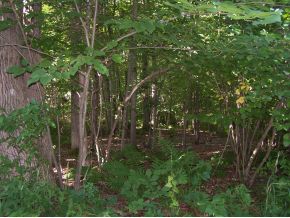 0 Hilton Road Apalachin, NY 13732 - Photo 3 of 4 Gallery Image 3