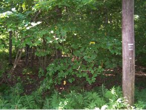 0 Hilton Road Apalachin, NY 13732 - Photo 4 of 4 Gallery Image 4