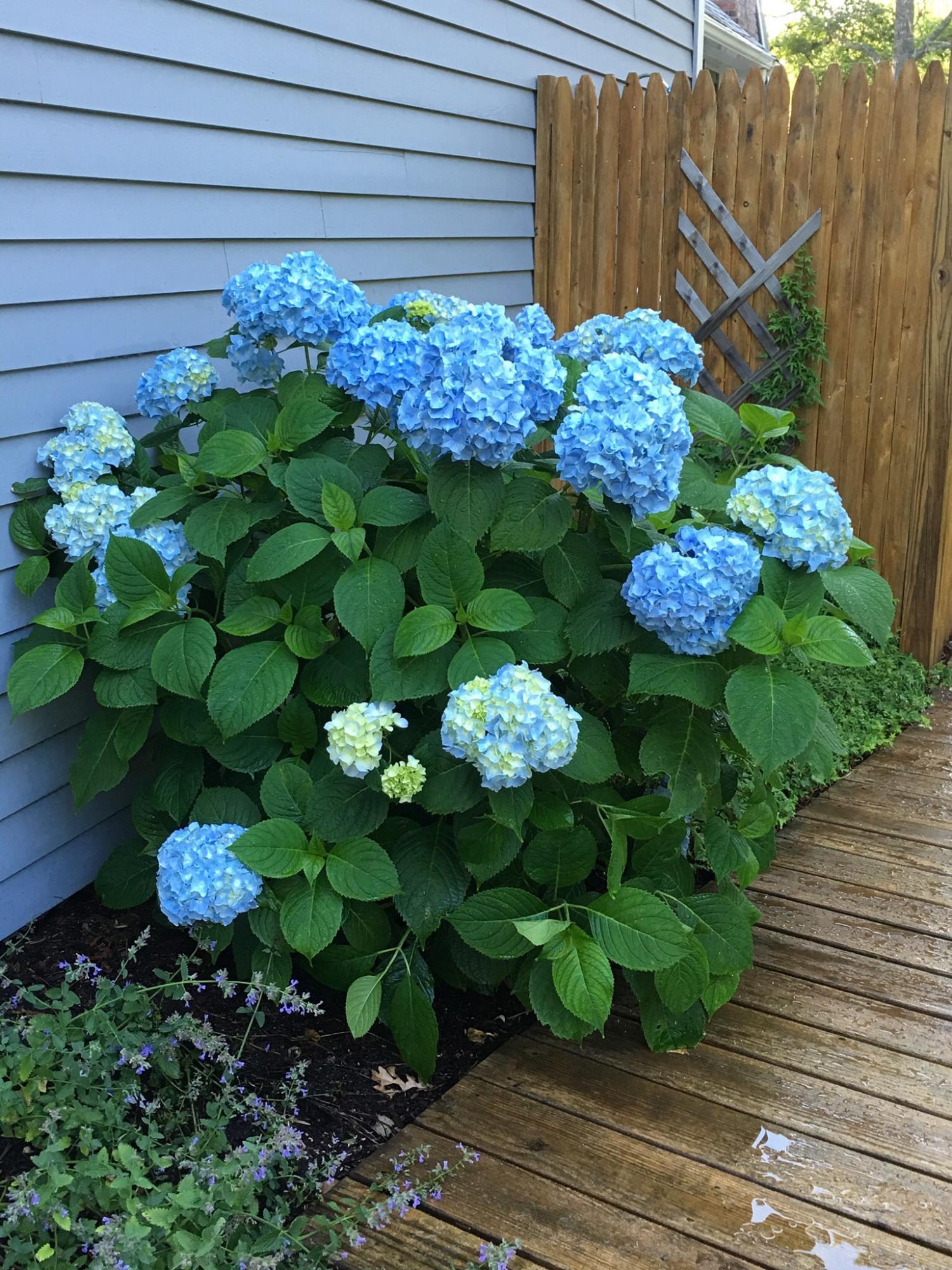 7 Pheasant Run Road Harwich, MA 02645 - Photo 8 of 35 flowers 1