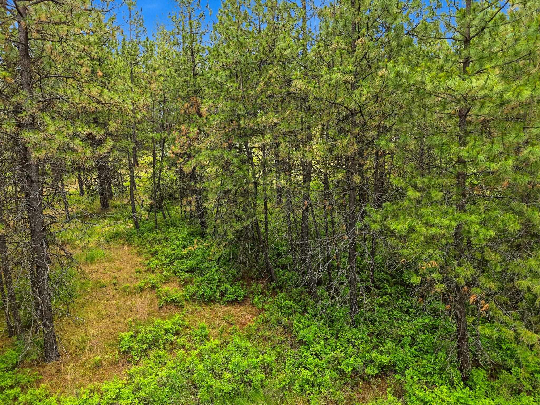 11603 East Deer Creek Road Chattaroy, WA 99003 - Photo 18 of 26