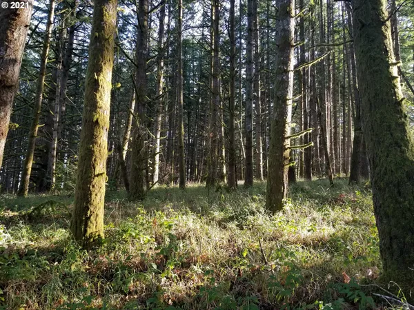 a view of a forest with trees