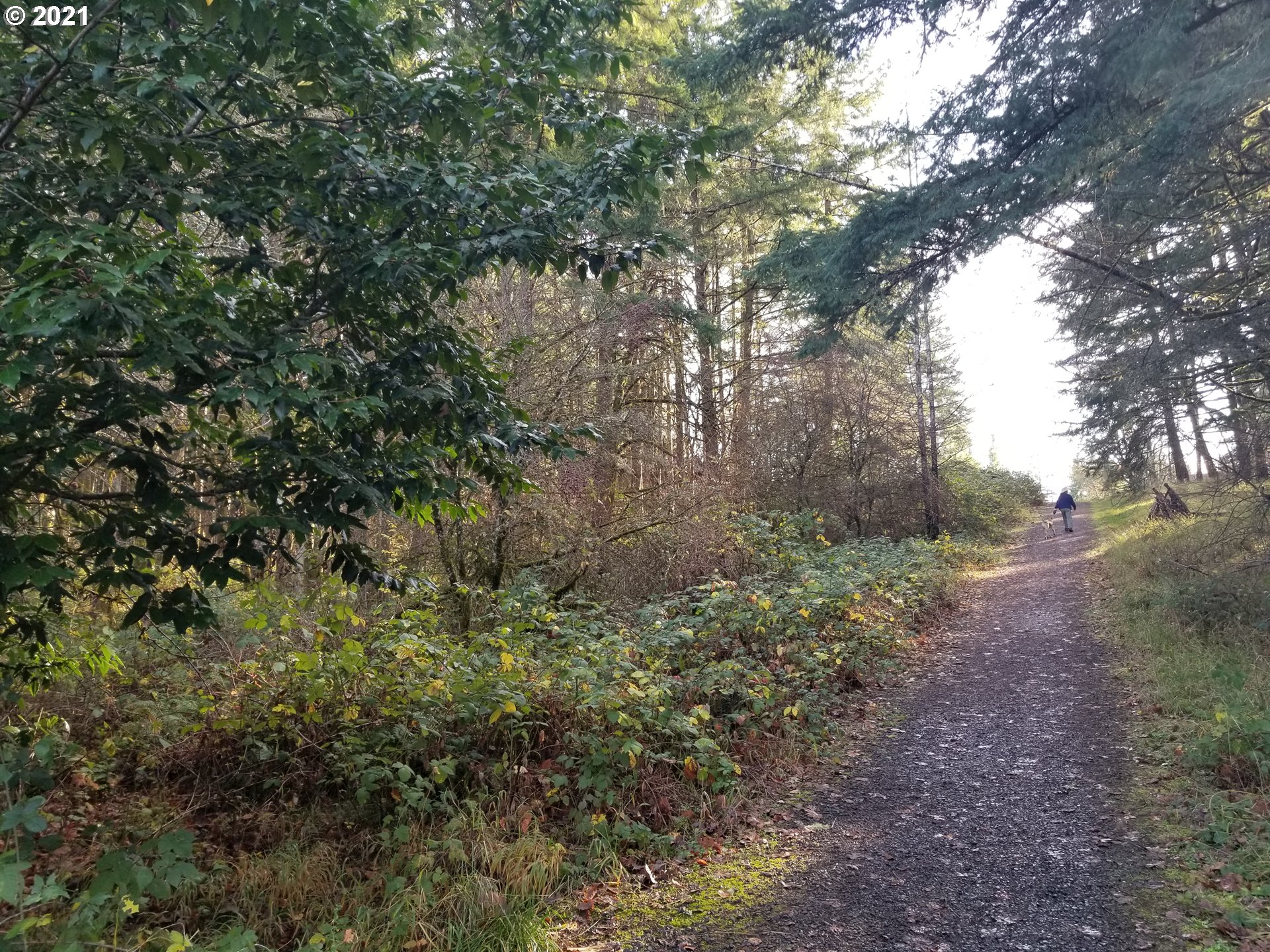 2655 Northwest Foothill Drive Corvallis, OR 97330 - Photo 13 of 31 a view of a forest that has a tree