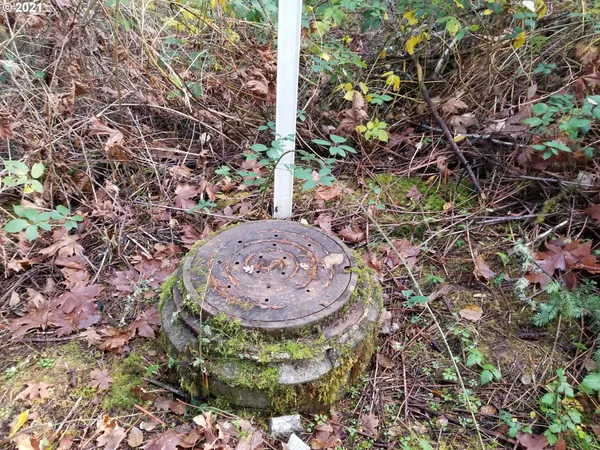 a view of a forest with trees in the background