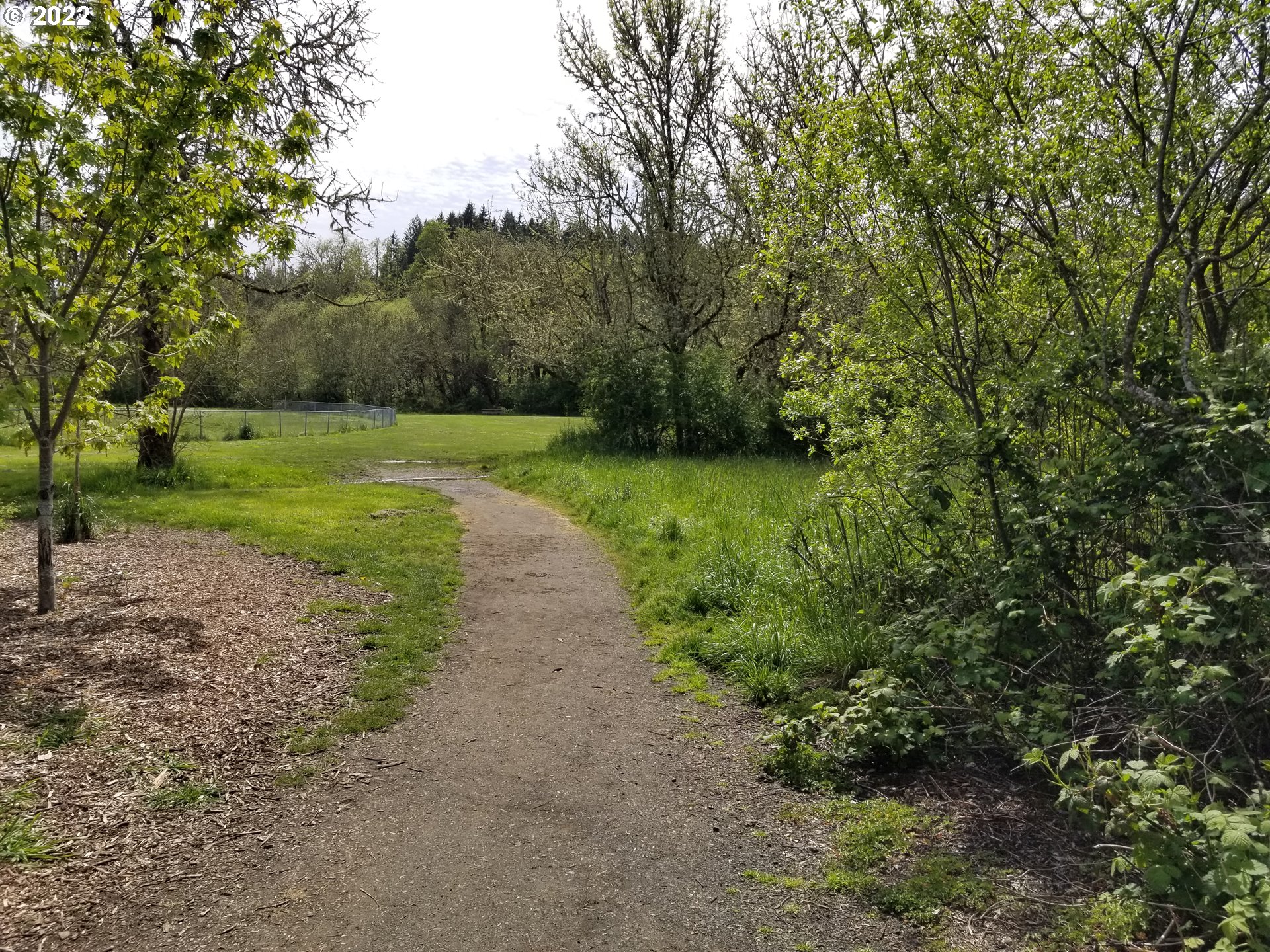 2655 Northwest Foothill Drive Corvallis, OR 97330 - Photo 24 of 31 a view of a yard with plants and trees
