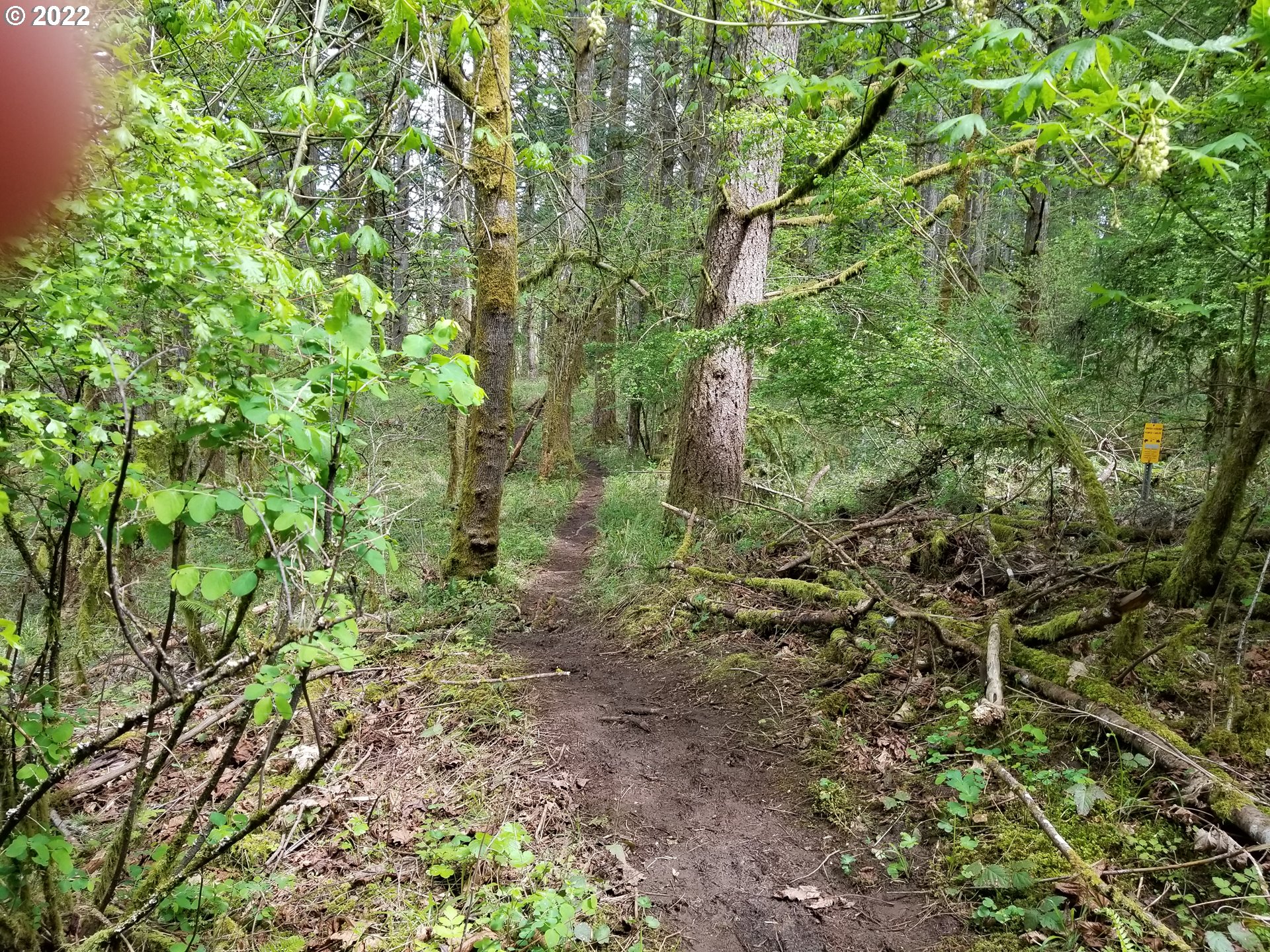 2655 Northwest Foothill Drive Corvallis, OR 97330 - Photo 29 of 31 a big yard with lots of trees
