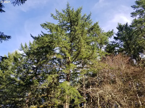 a view of a yard with large trees