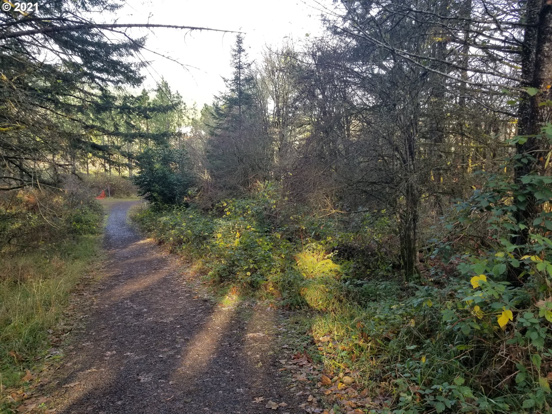 2655 Northwest Foothill Drive Corvallis, OR 97330 - Photo 9 of 31 a view of a yard with large trees
