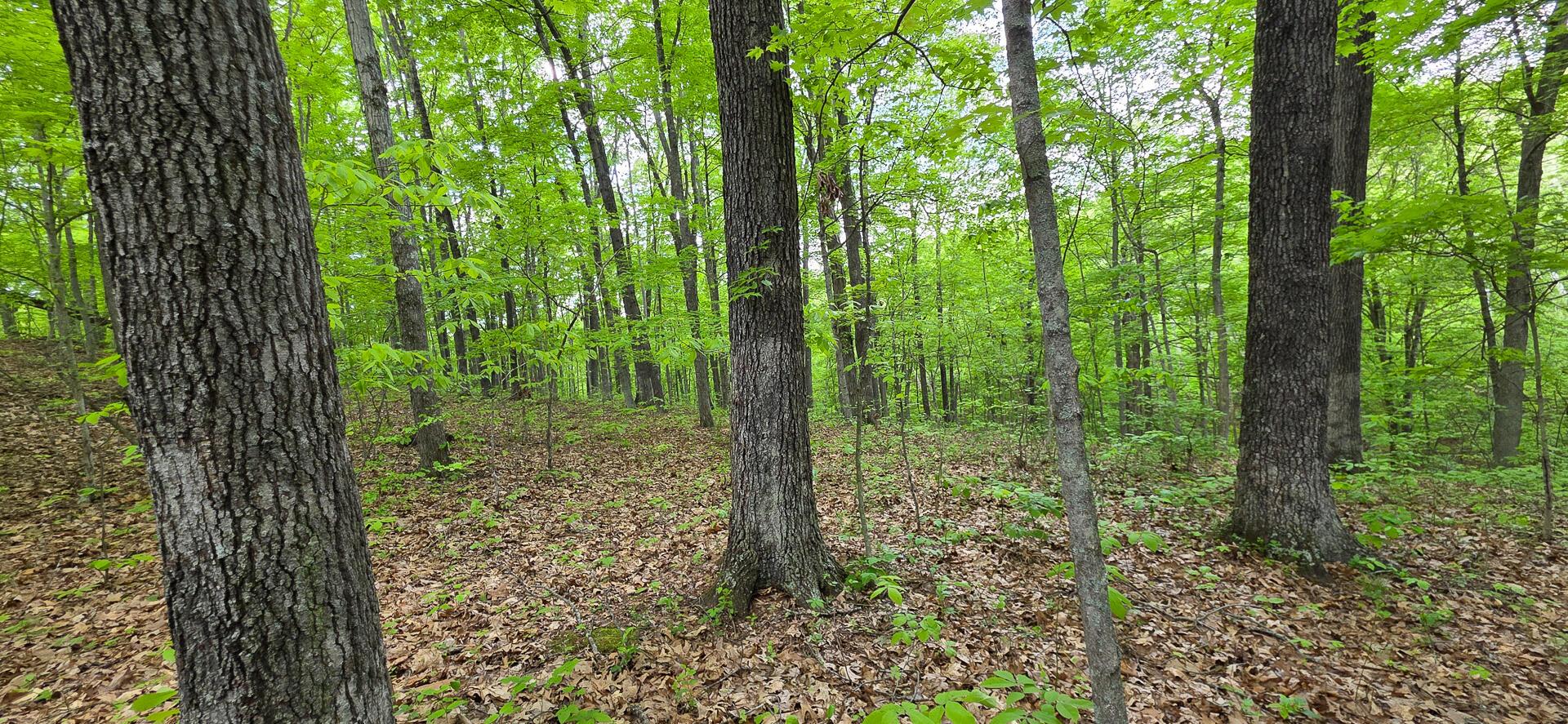 0 Edmundson Road, Unit RIDGE VIEW CABIN BIG TIMBER) Vinton, OH 45686 - Photo 9 of 67 CT-9