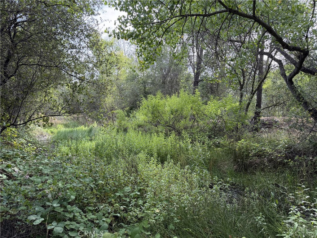 0 Ophir Road Oroville, CA 95966 - Photo 10 of 29 a view of a lush green forest