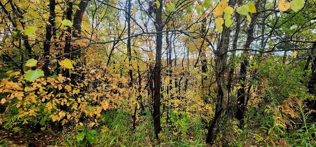 $16,000 | 13 Lakeview Drive, New Era, MI 49446