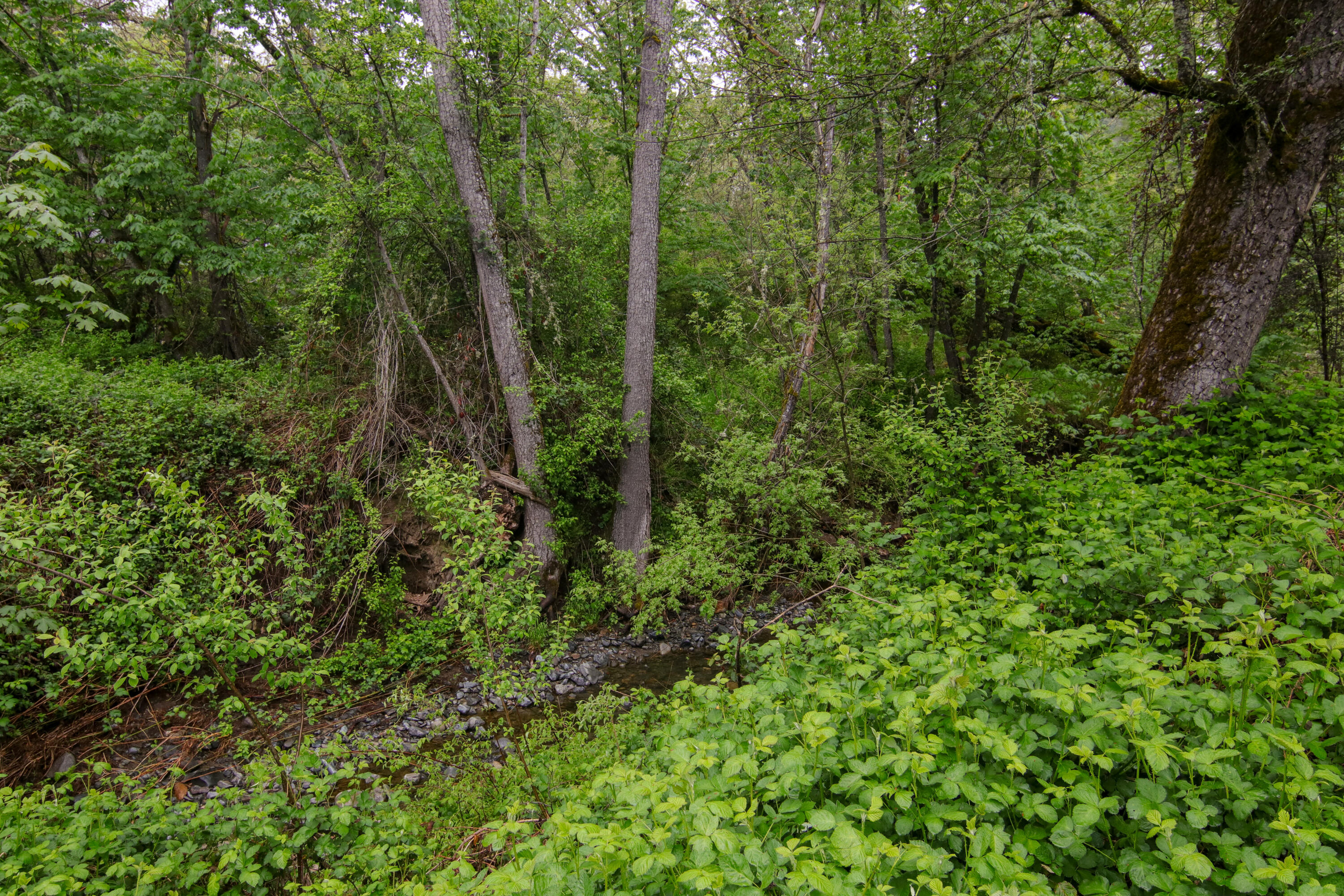 2661 Wards Creek Road Rogue River, OR 97537 - Photo 12 of 15 a view of forest