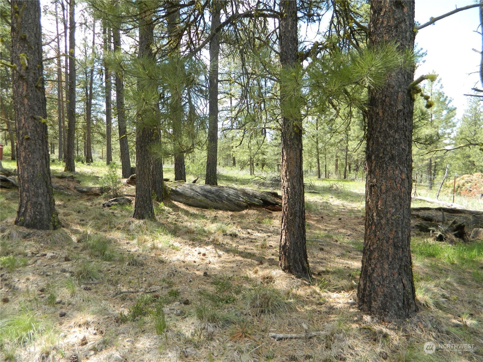210 Main Road Tonasket, WA 98855 - Photo 22 of 39 a view of a tree in the middle of a yard