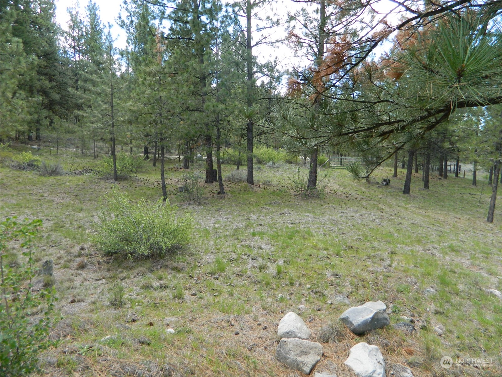 210 Main Road Tonasket, WA 98855 - Photo 28 of 39 a view of a forest with trees in the background