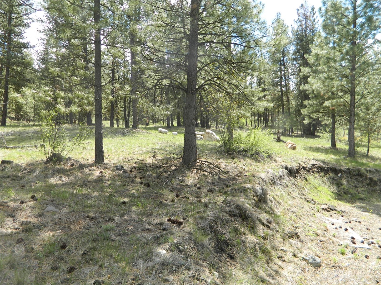 210 Main Road Tonasket, WA 98855 - Photo 29 of 39 a view of outdoor space with trees all around