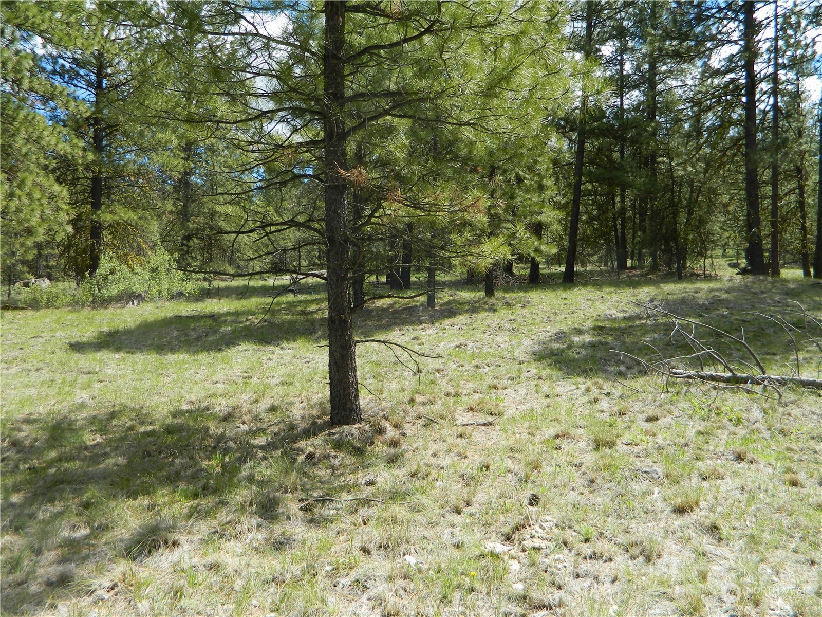 210 Main Road Tonasket, WA 98855 - Photo 30 of 39 a view of a yard with trees