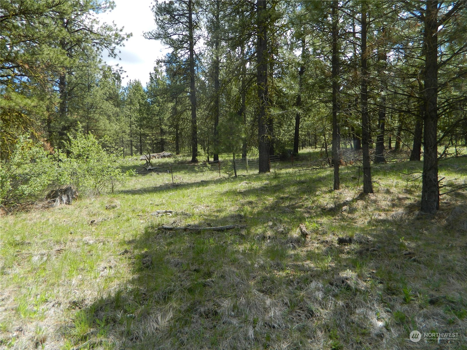 210 Main Road Tonasket, WA 98855 - Photo 32 of 39 a big yard with lots of green space and trees