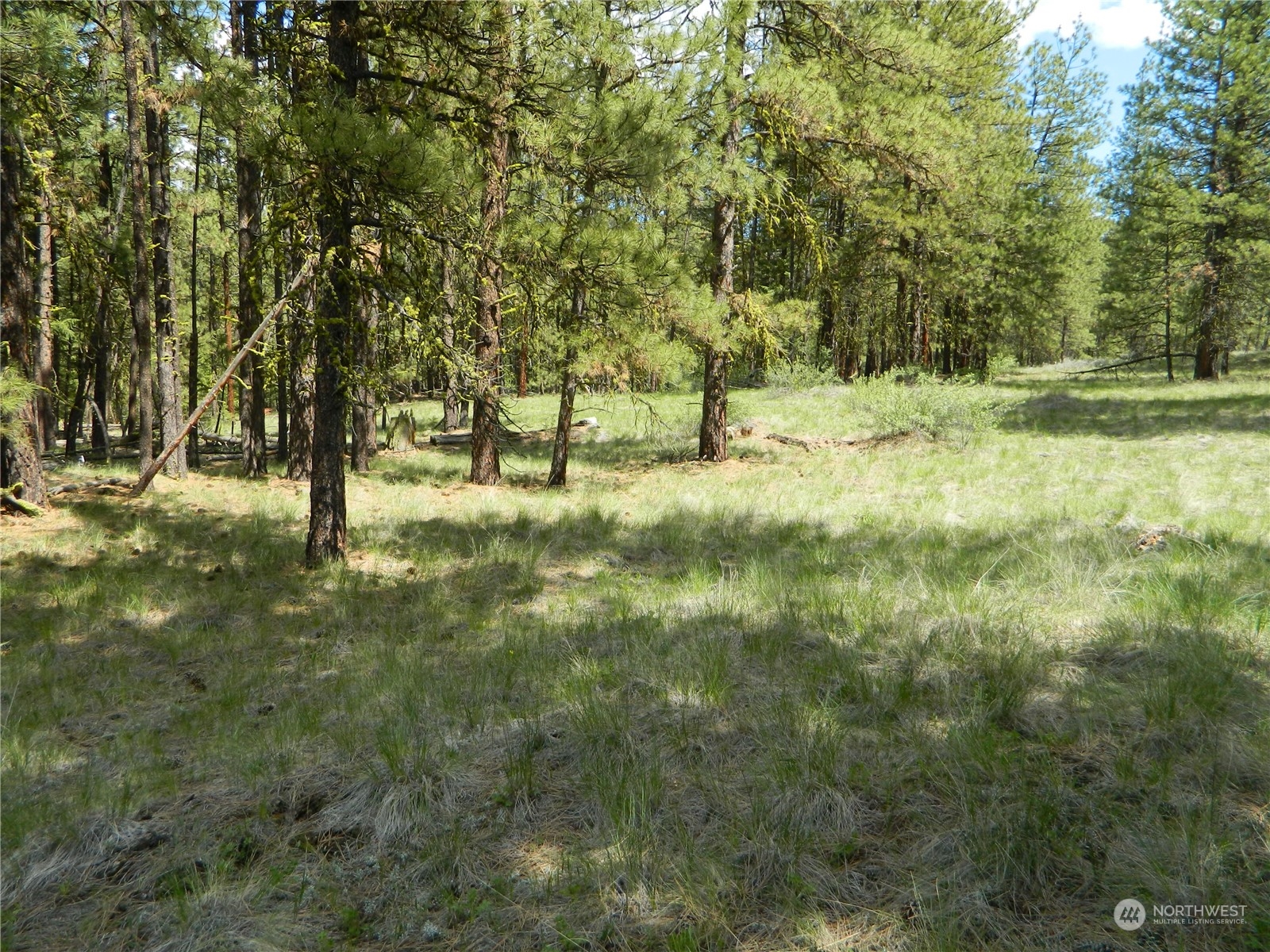 210 Main Road Tonasket, WA 98855 - Photo 34 of 39 a view of outdoor space with trees all around