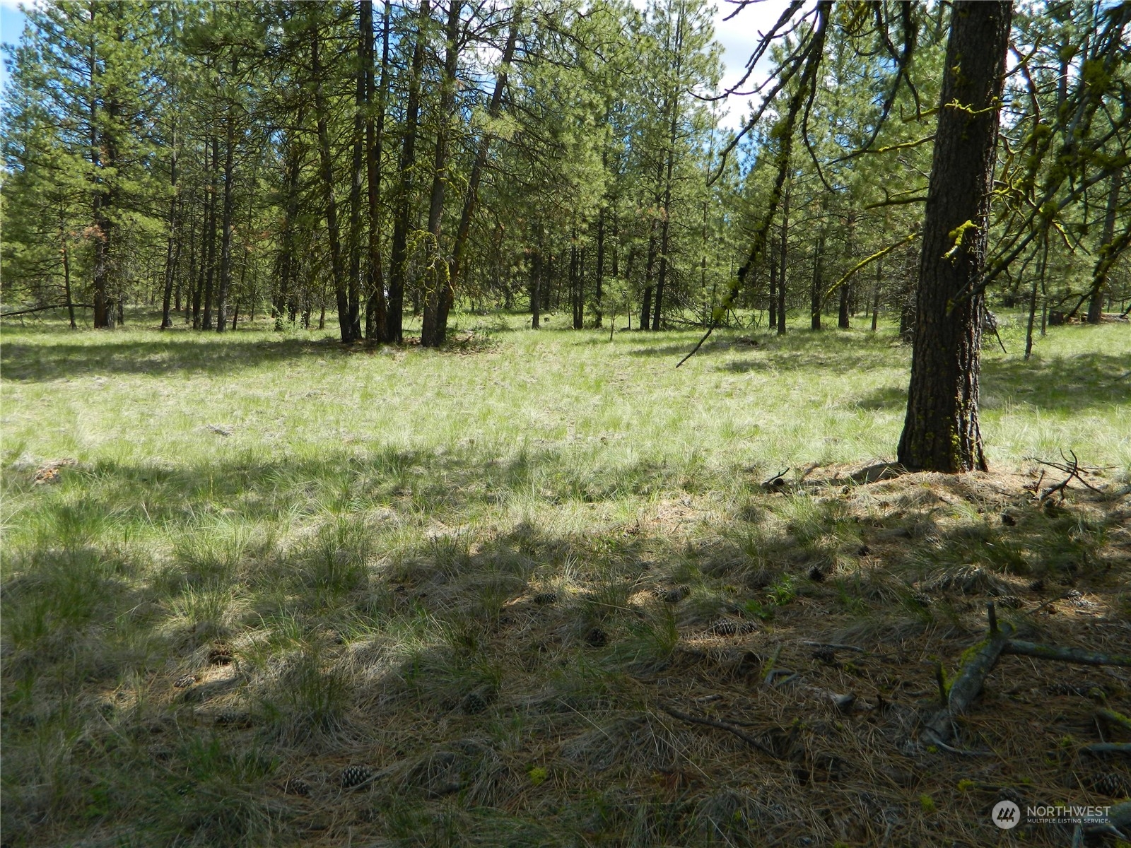 210 Main Road Tonasket, WA 98855 - Photo 35 of 39 a view of outdoor space with trees all around