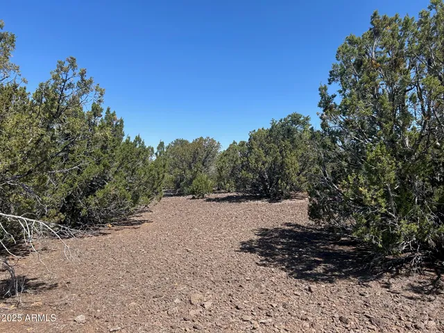 a view of a yard with a tree