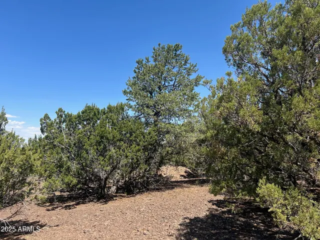 a view of a dry yard with trees in the background
