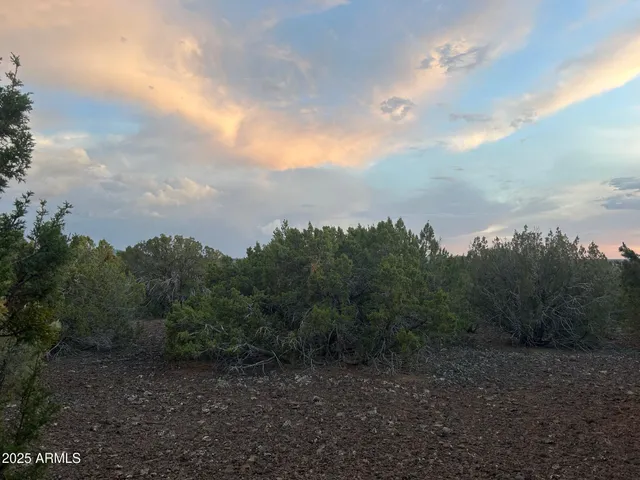 a view of road covered with trees
