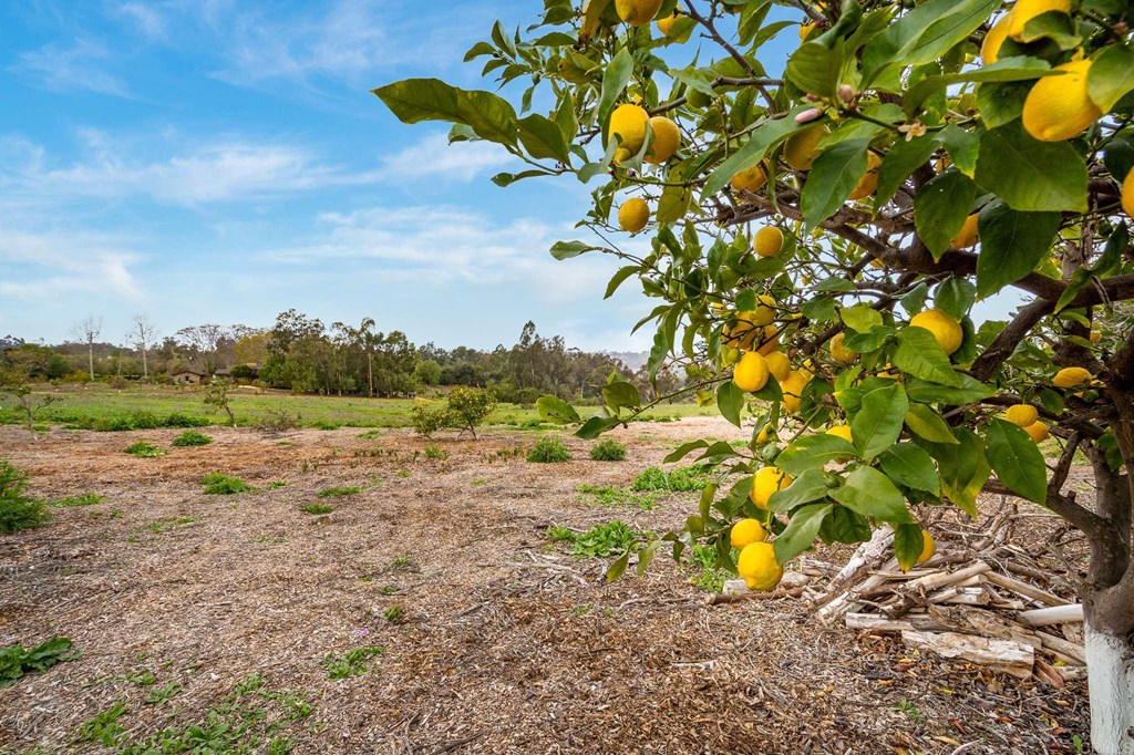 Los Morros Rancho Santa Fe, CA 92067 - Photo 6 of 11