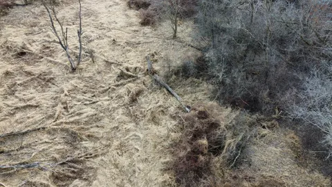 a close view of a yard