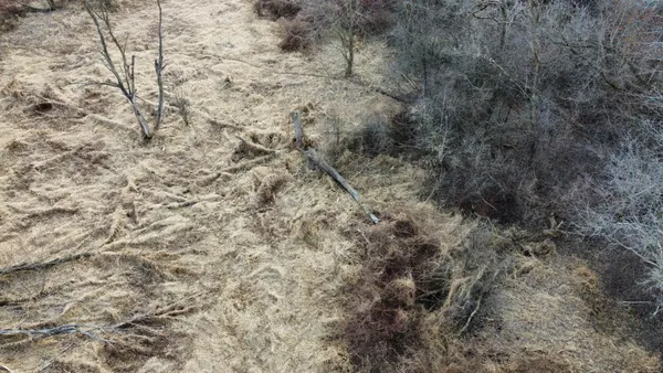 a close view of a yard