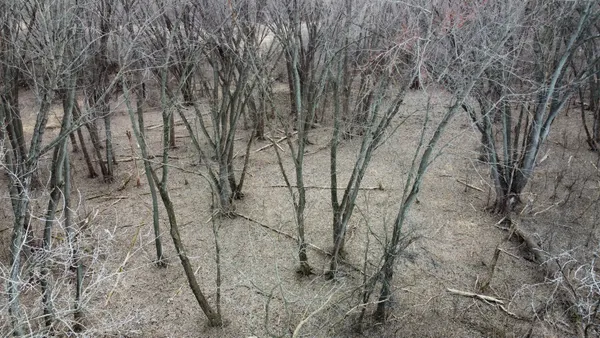 a view of a yard