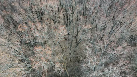a view of a dry yard with trees