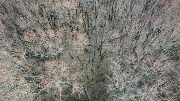 a view of a dry yard with trees