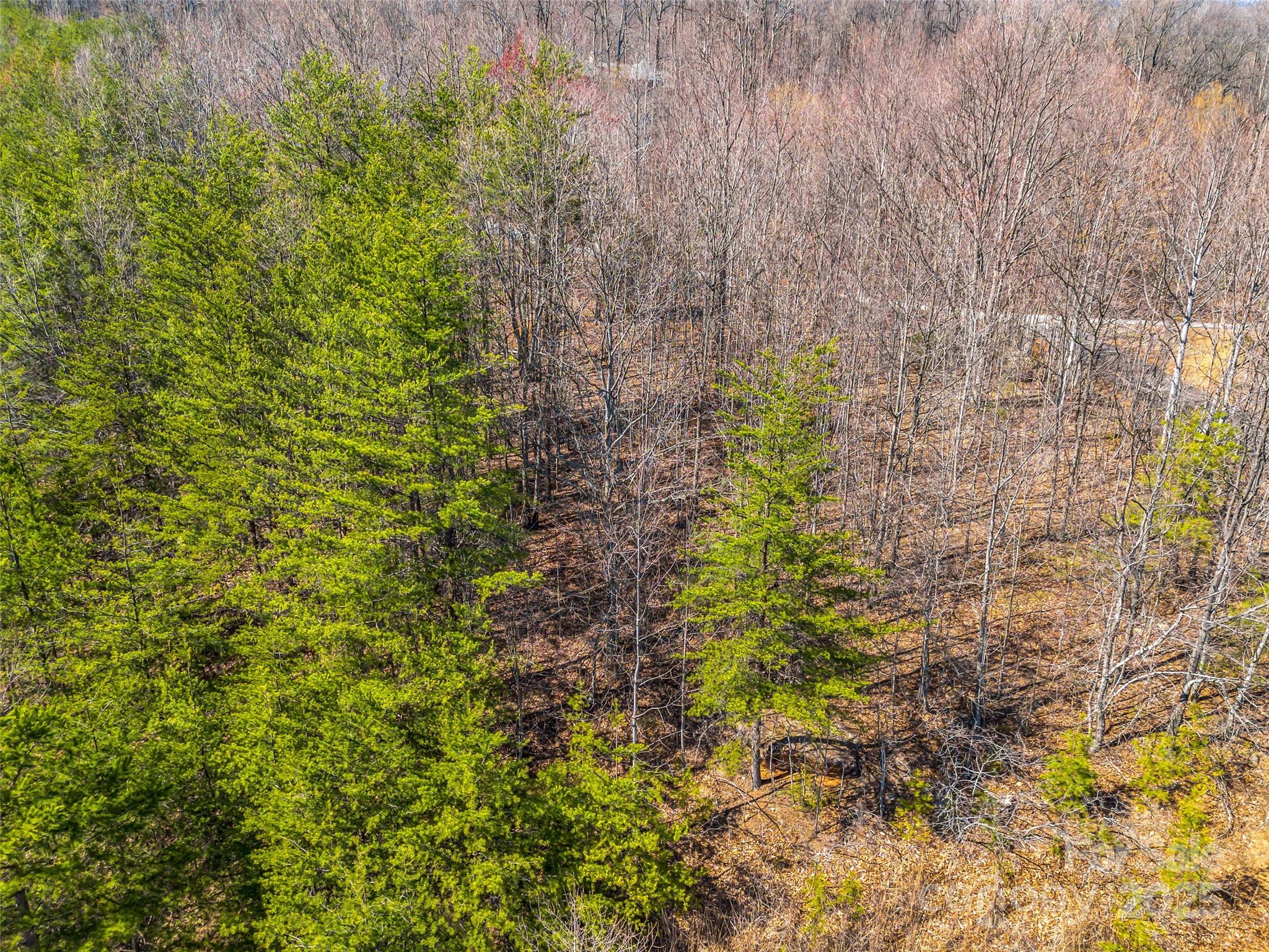 190 Cherry Hill, Unit NONE Mill Spring, NC 28756 - Photo 12 of 32 a plant that is sitting in a garden