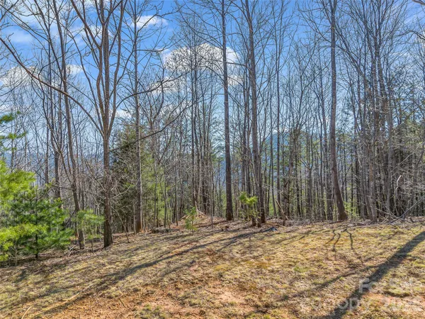 a view of a yard with trees