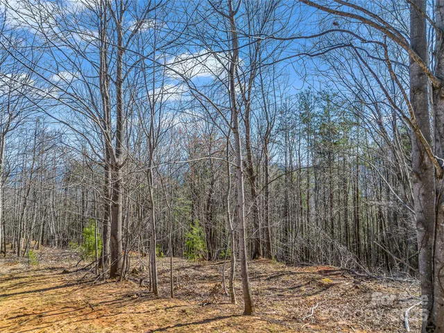 a view of a yard with trees