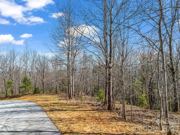 a view of a yard with plants and large trees