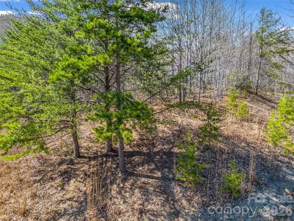 a plant that is sitting in a garden