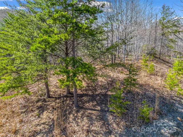 a view of a yard with plants and large trees
